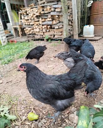 Australorp