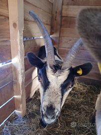 Capra razza Passiria