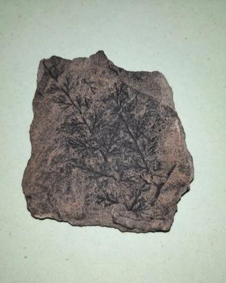 Pseudofossile