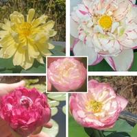 Fiori di loto disponibili