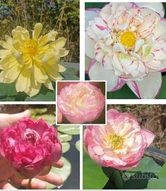 Fiori di loto disponibili