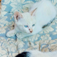 Gattino bianco occhi azzurri 2 mesetti