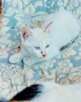 Gattino bianco occhi azzurri 2 mesetti