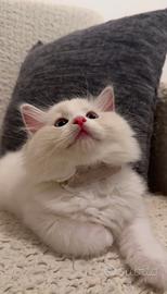 Cuccioli di ragdoll