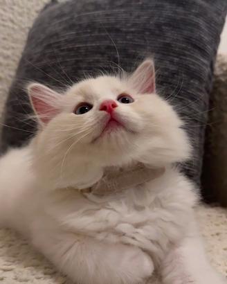 Cuccioli di ragdoll