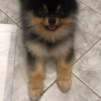 VOLPINI SPITZ di POMERANIA BLACK & TAN cuccioli