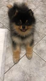 VOLPINI SPITZ di POMERANIA BLACK & TAN cuccioli