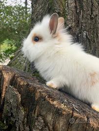 Conigli nani testa di leone