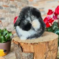 Mini Lop Ariete Nano