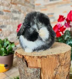 Mini Lop Ariete Nano