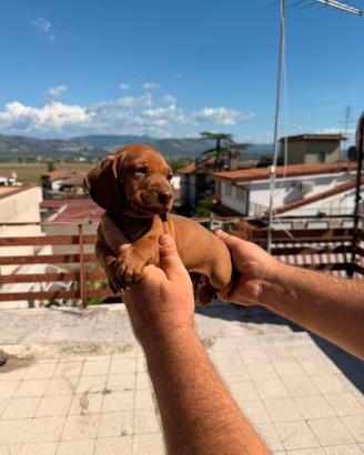 Cucciolo di bassotto color fulvo