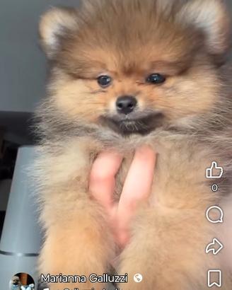 Spitz femmina