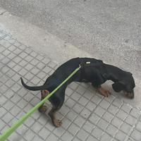 Bassotto puro di 4 anni maschio