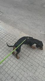 Bassotto puro di 4 anni maschio