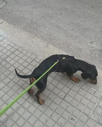 Bassotto puro di 4 anni maschio