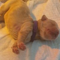 Cuccioli di golden retriever