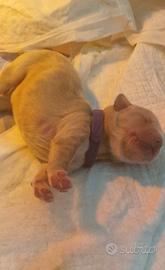 Cuccioli di golden retriever