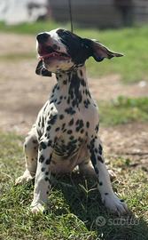 Cucciolo dalmata disponibile