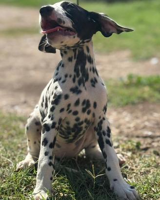 Cucciolo dalmata disponibile