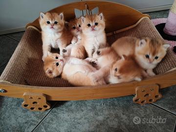 Gattini British scorthair Golden