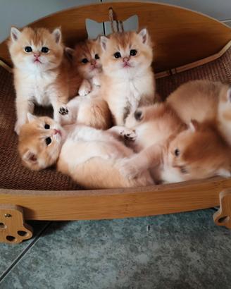 Gattini British scorthair Golden