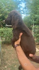 Cucciolo di Cocker (Working). iscritto Enci