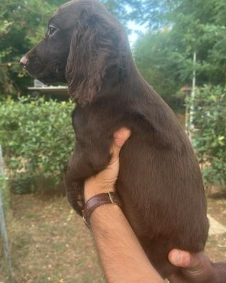 Cucciolo di Cocker (Working). iscritto Enci