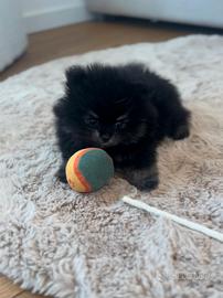 Spitz nano di Pomerania Black Tan con pedigree