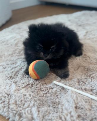 Spitz nano di Pomerania Black Tan con pedigree