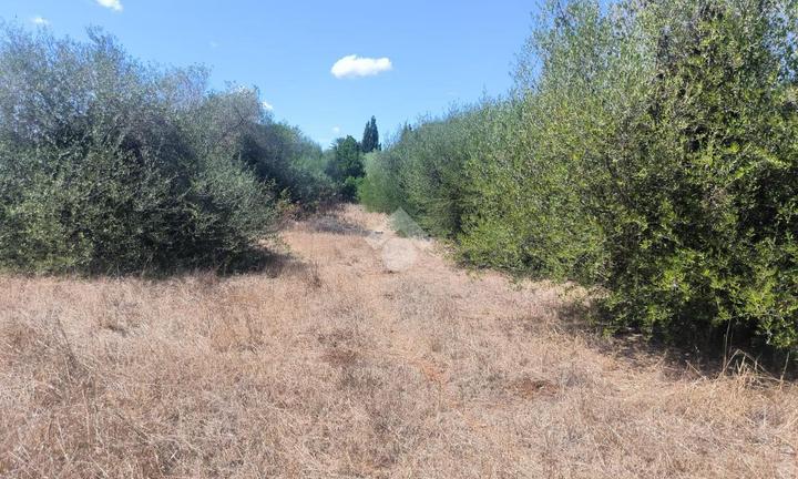 TER. AGRICOLO A SASSARI