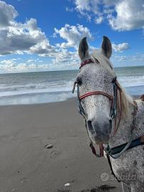Cavallo arabo doc ANICA