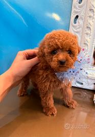 Ultimo maschietto toy/minitoy