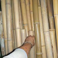 canne bambù