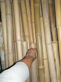 canne bambù