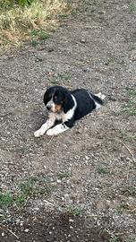 Cucciolo setter inglese maschio