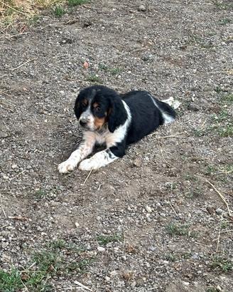 Cucciolo setter inglese maschio
