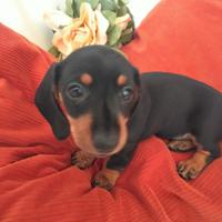 Disponibilità di cuccioli Kanichen pelo corto