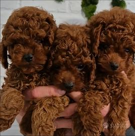 Barboncino toy e mini toy teddy
