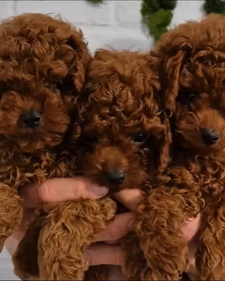 Barboncino toy e mini toy teddy