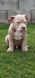 American bully