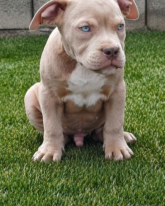American bully