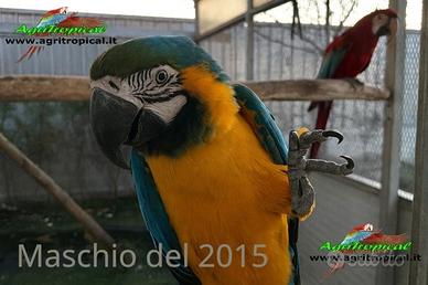 Pappagallo Ara Ararauna maschio