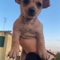 Cuccioli taglia piccola