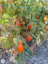 pomodori da conserva