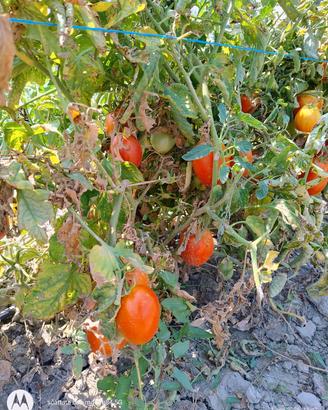 pomodori da conserva