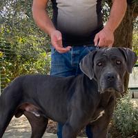 Cane corso maschio