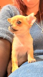 Ultima cucciola di chihuahua