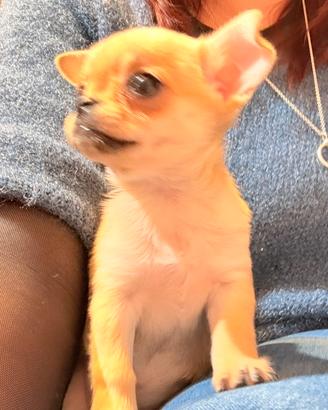 Ultima cucciola di chihuahua