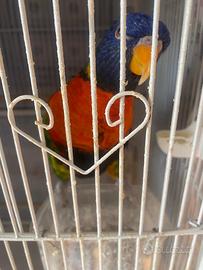 Lory arcobaleno