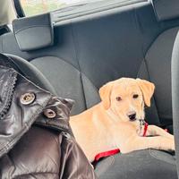 Labrador